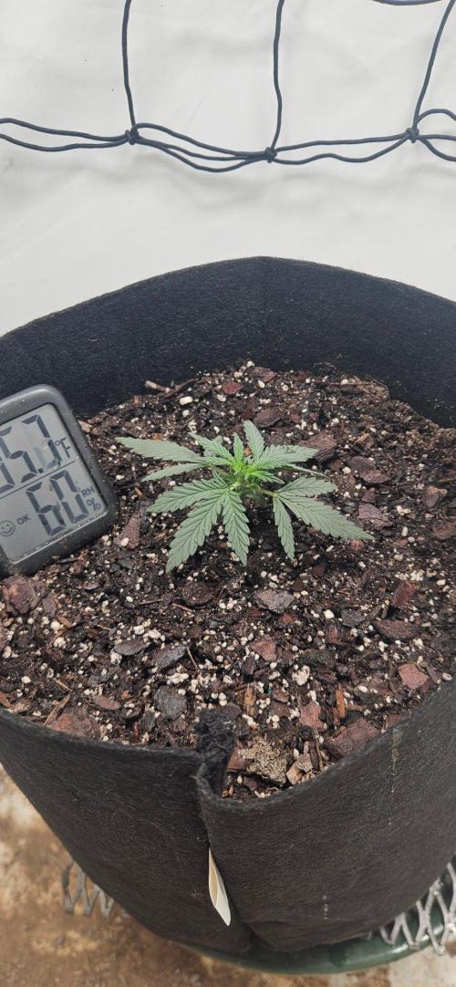 First Auto. Week 2