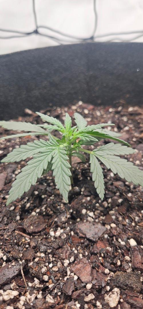 First Auto. Week 2