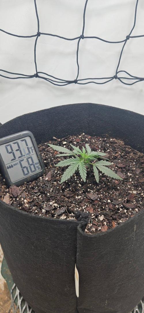First Auto. Week 2