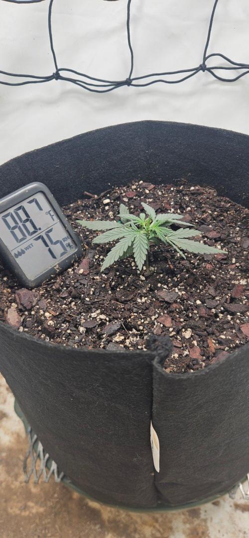 First Auto. Week 2