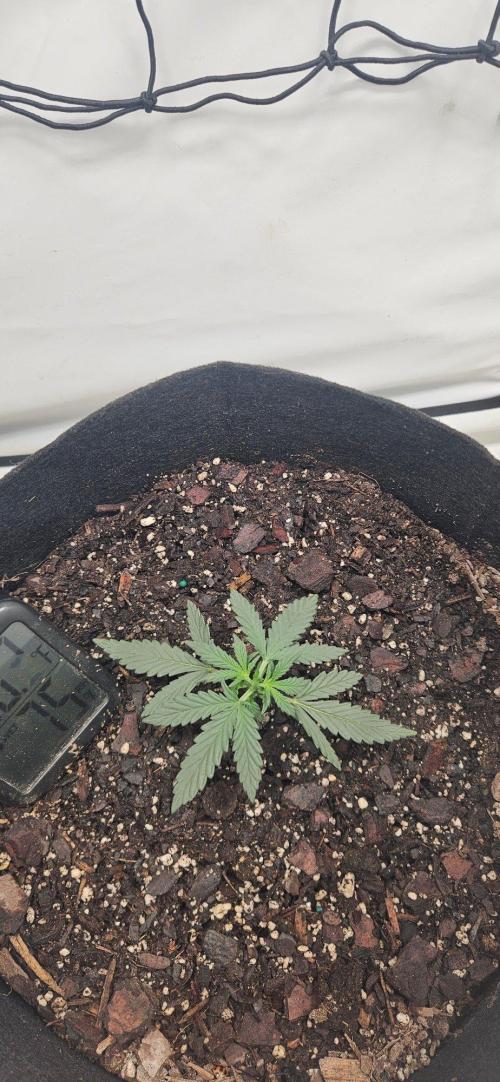 First Auto. Week 2
