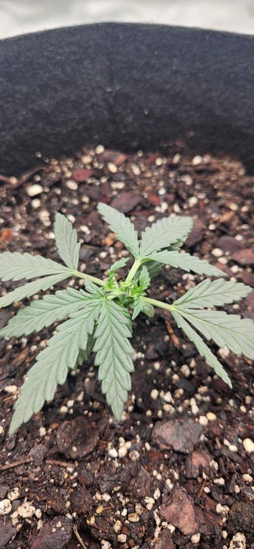 First Auto. Week 3