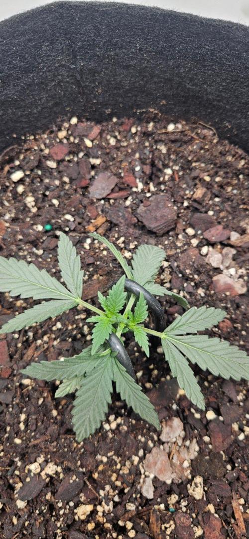 First Auto. Week 3