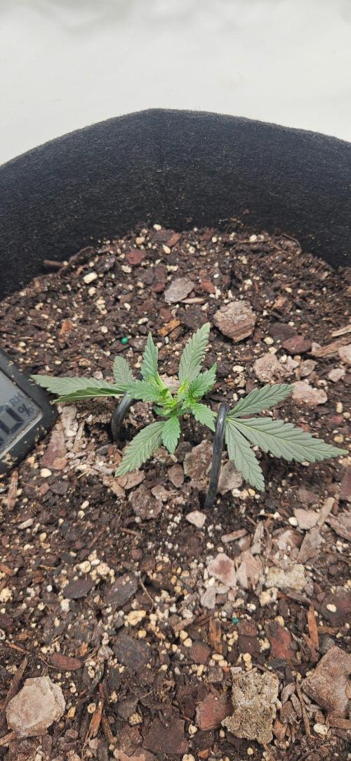 First Auto. Week 3