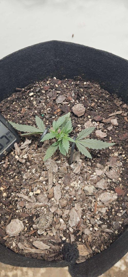 First Auto. Week 3 - She's pushing hard after the topping on day 18 