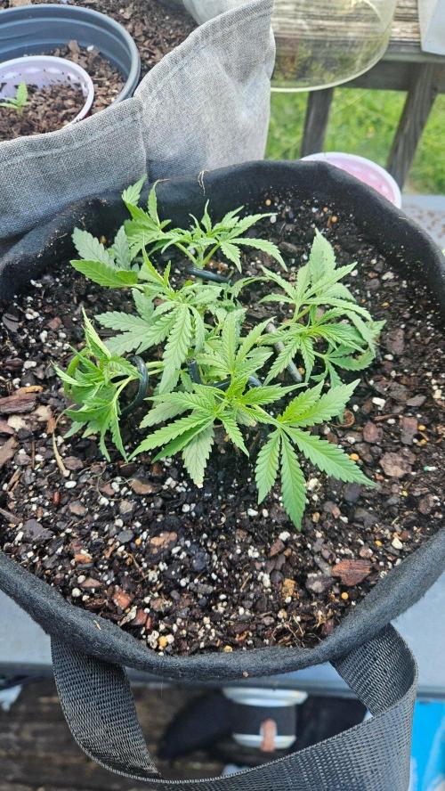 First Auto. Week 8