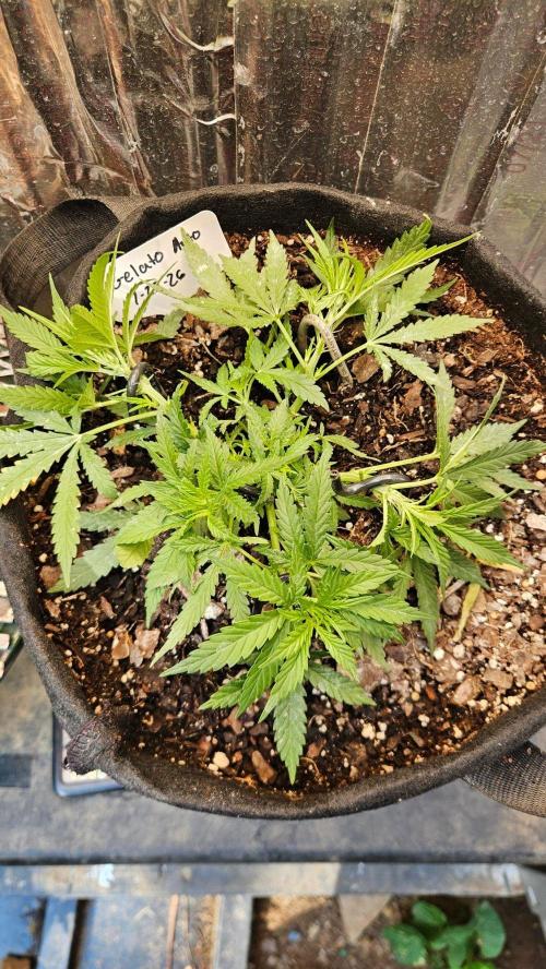First Auto. Week 8