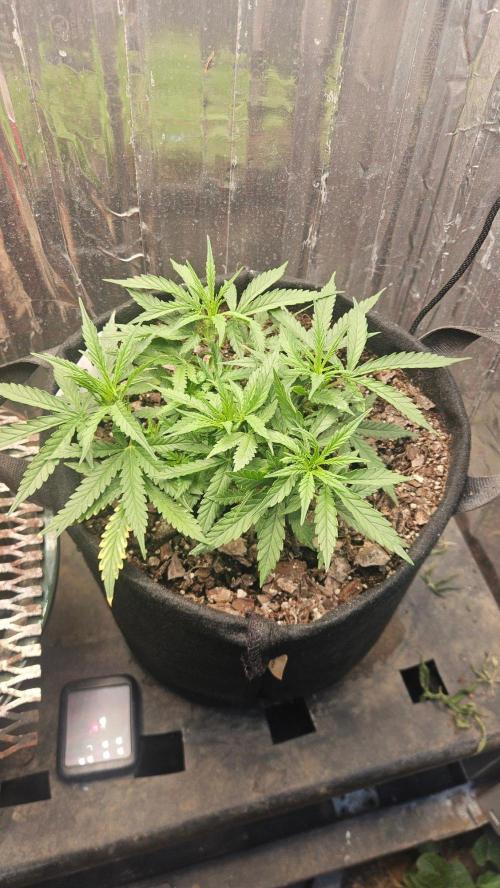 First Auto. Week 8