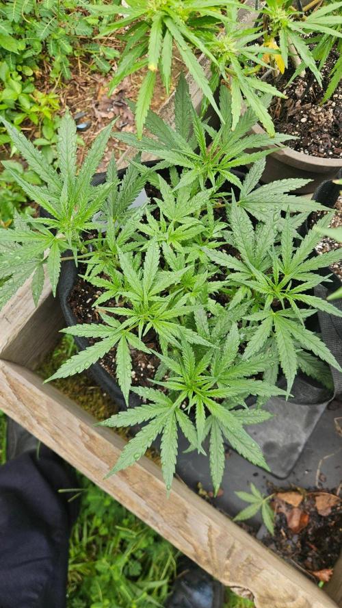 First Auto. Week 8