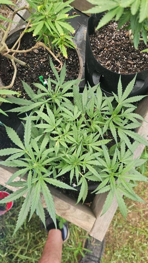 First Auto. Week 8