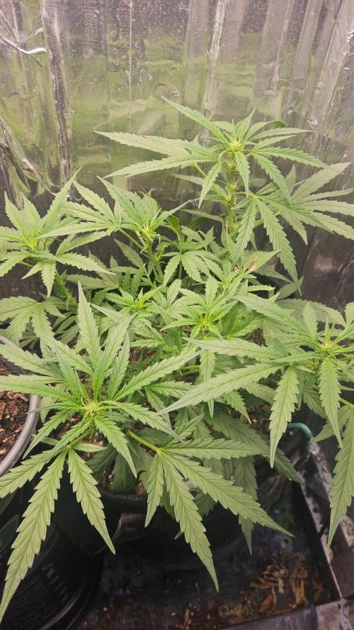 First Auto. Week 8