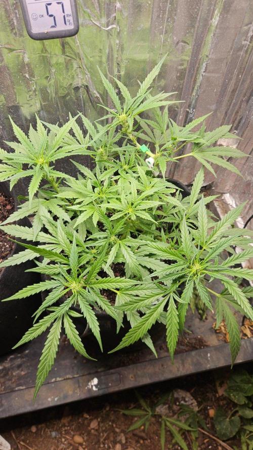First Auto. Week 8