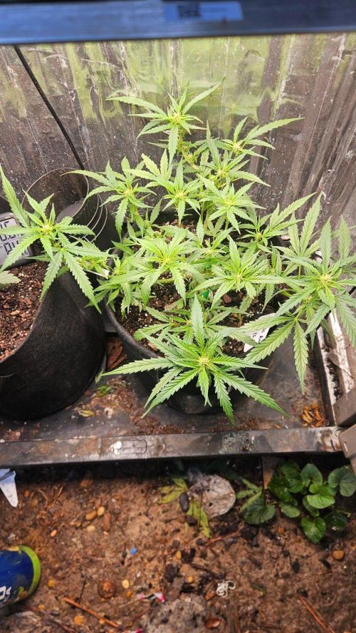 First Auto. Week 8