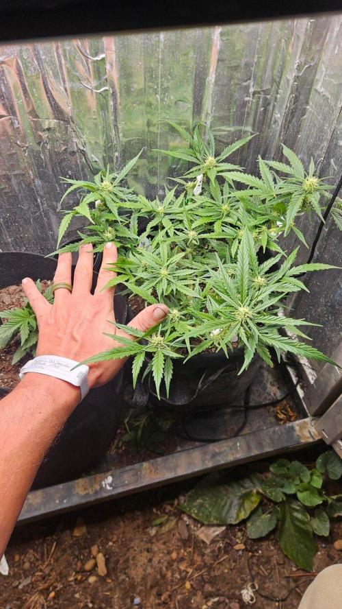 First Auto. Week 8
