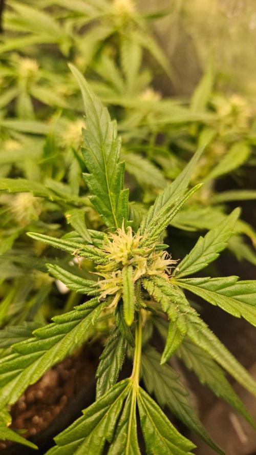 First Auto. Week 8