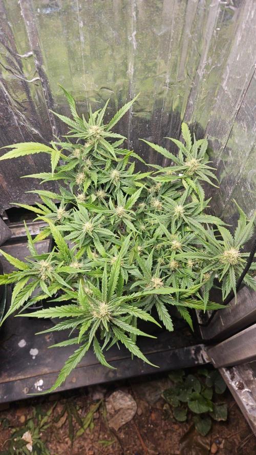 First Auto. Week 8