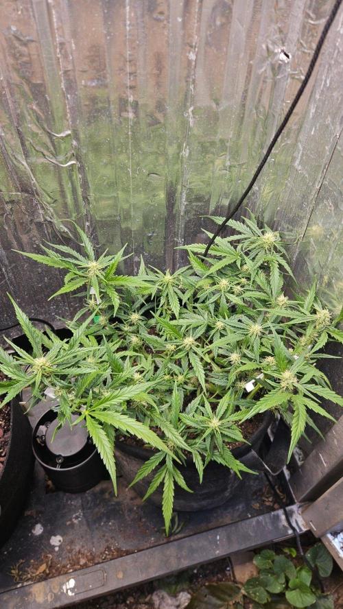 First Auto. Week 8
