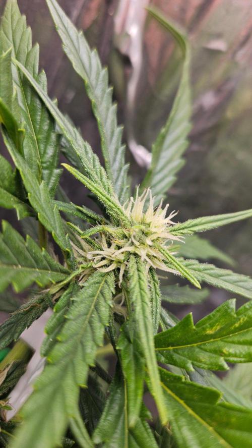 First Auto. Week 8