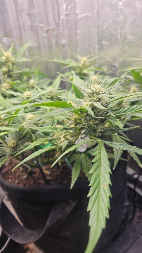 First Auto. Week 8