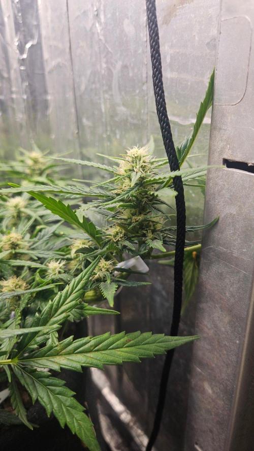 First Auto. Week 8