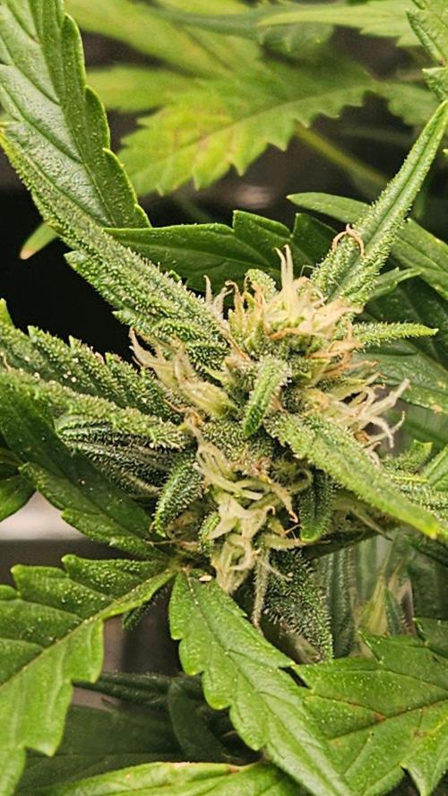 First Auto. Week 8