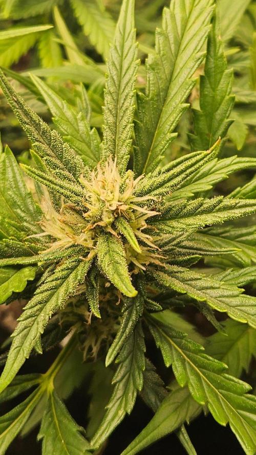 First Auto. Week 8