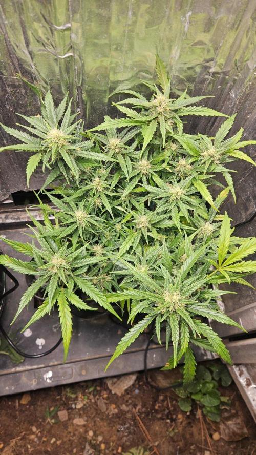 First Auto. Week 8