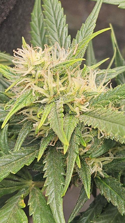 First Auto. Week 8