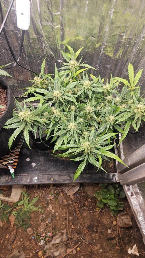 First Auto. Week 8