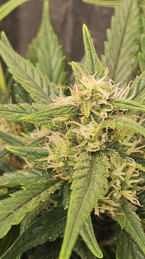First Auto. Week 8
