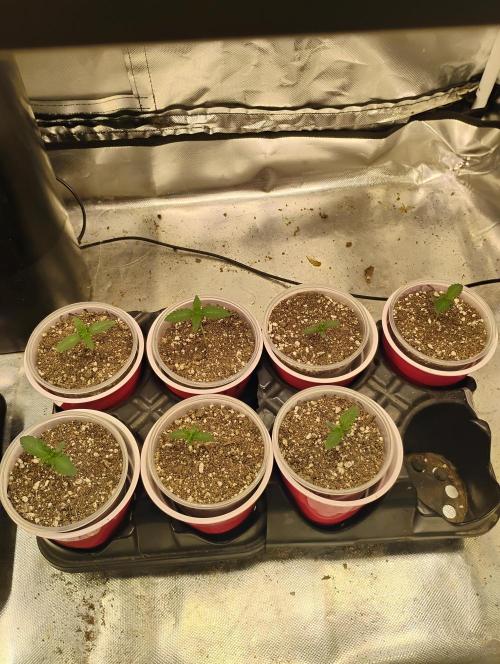Skywalker og x purest indica Agseedco.. Week 1 - Day 7 of seedling Skywalker og x purest indica. Looking ok to me. 
