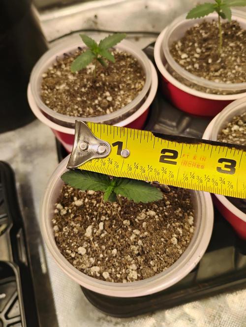 Skywalker og x purest indica Agseedco.. Week 1 - Some data for people on width of leaves 