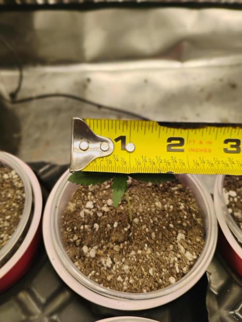 Skywalker og x purest indica Agseedco.. Week 1