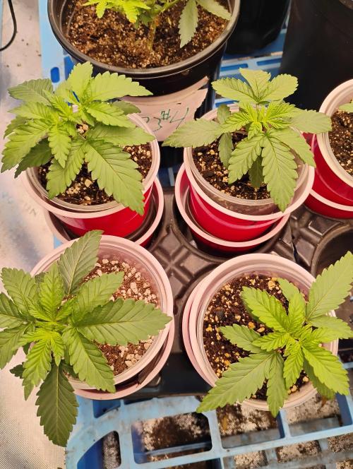 Skywalker og x purest indica Agseedco.. Week 2 - 4 ready for transplant. just letting dry back. 5 finger leafs are out. 
