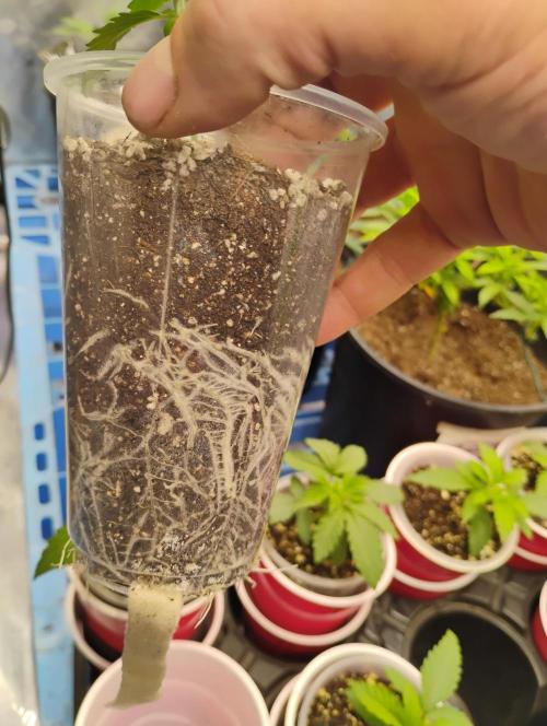 Skywalker og x purest indica Agseedco.. Week 2 - Roots doing Great. 