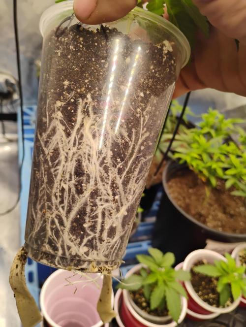 Skywalker og x purest indica Agseedco.. Week 2 - roots looking good here also. next post will be week start week 1 of Veg. 