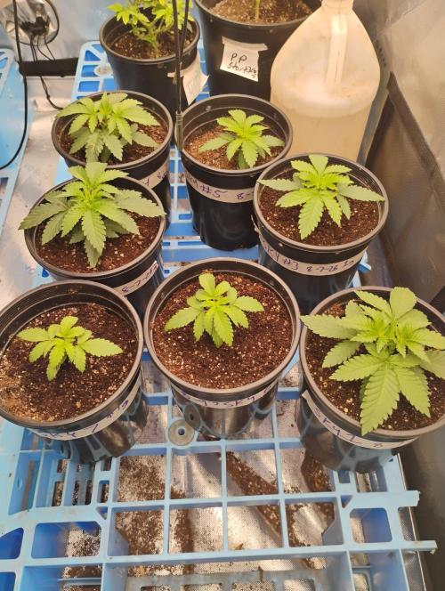 Skywalker og x purest indica Agseedco.. Week 2 - 3 day's after the last post. Still have 4 more days before The beginning of VEG.