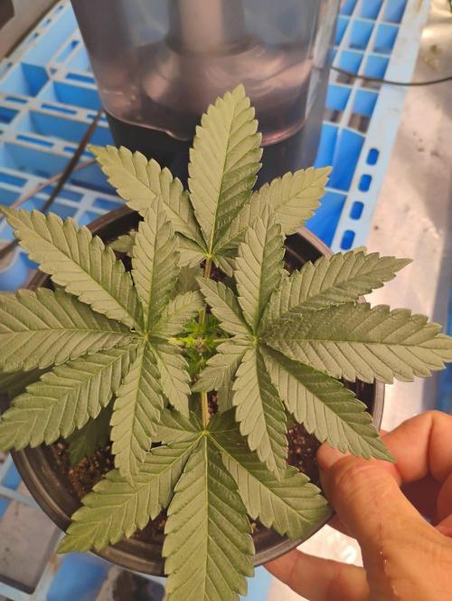 Skywalker og x purest indica Agseedco.. Week 3 - #1 top view 