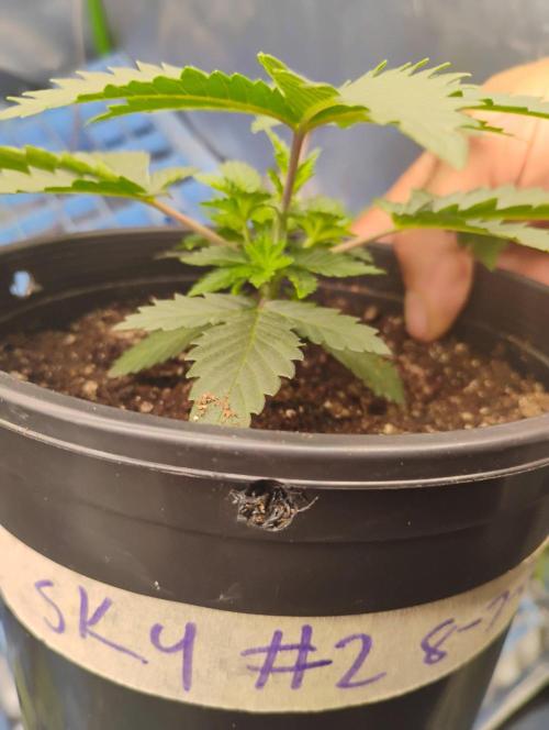 Skywalker og x purest indica Agseedco.. Week 3 - #2