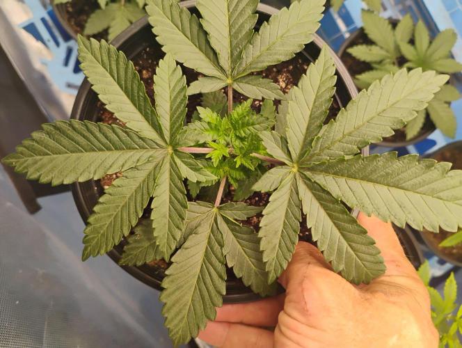 Skywalker og x purest indica Agseedco.. Week 3 - #2