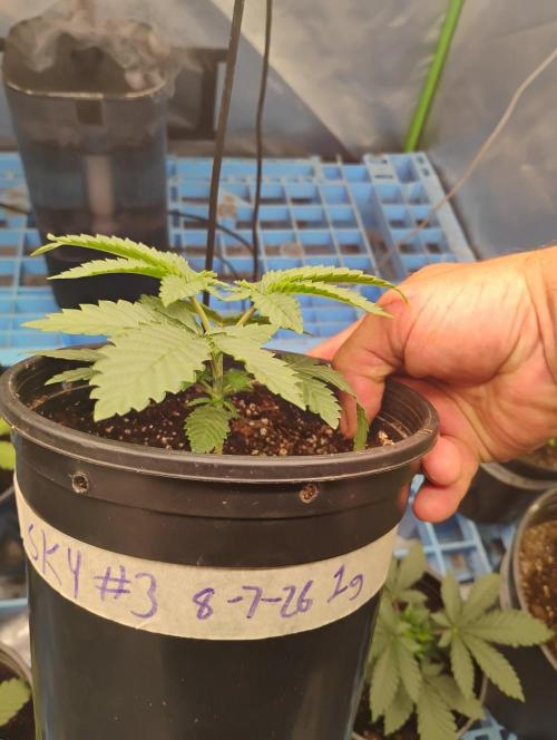 Skywalker og x purest indica Agseedco.. Week 3 - #3