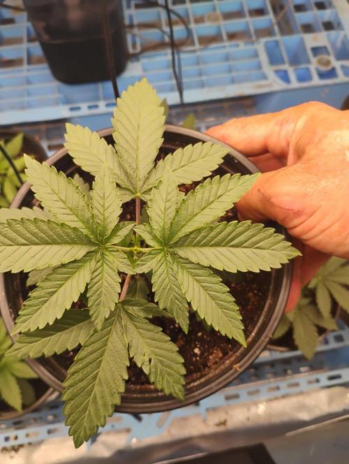 Skywalker og x purest indica Agseedco.. Week 3 - #3