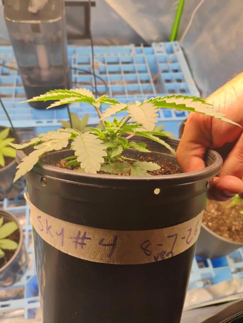 Skywalker og x purest indica Agseedco.. Week 3 - #4