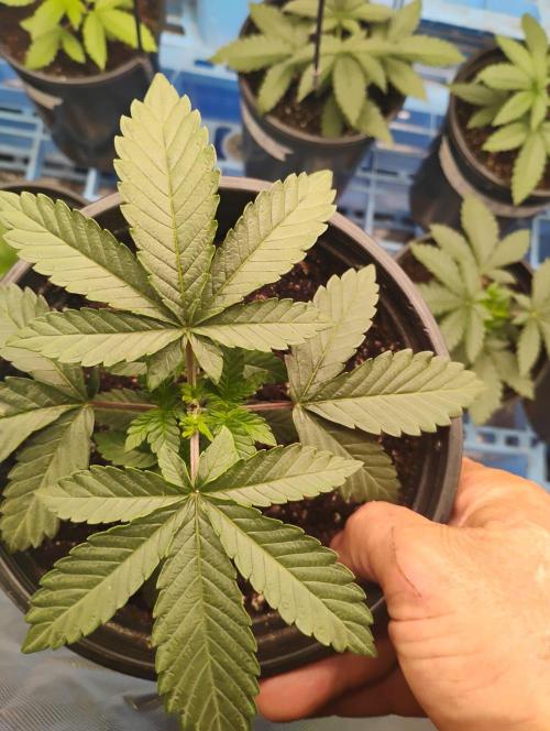 Skywalker og x purest indica Agseedco.. Week 3 - #4