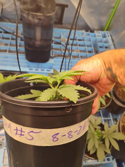 Skywalker og x purest indica Agseedco.. Week 3 - #5
