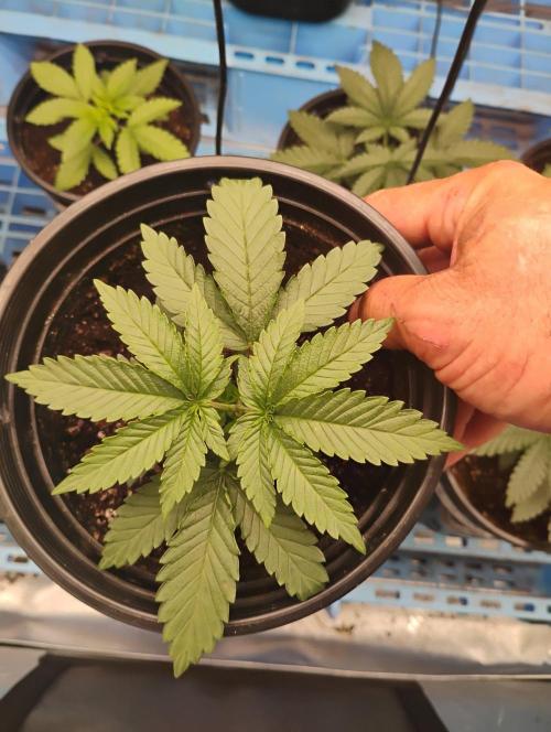 Skywalker og x purest indica Agseedco.. Week 3 - #5