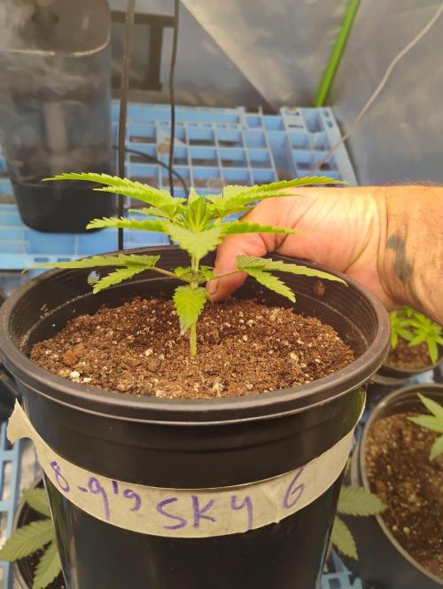 Skywalker og x purest indica Agseedco.. Week 3 - #6