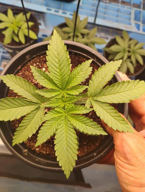 Skywalker og x purest indica Agseedco.. Week 3 - #6