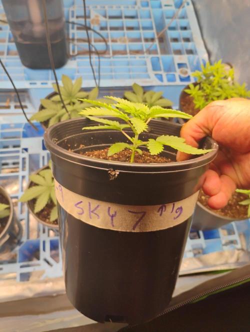 Skywalker og x purest indica Agseedco.. Week 3 - #7 The very last to transplant. 
