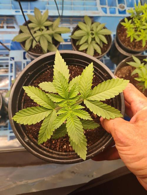 Skywalker og x purest indica . Week 3